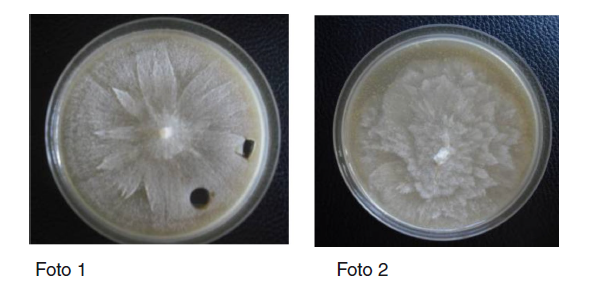 P. palmivora (Appiah et al., 2003)