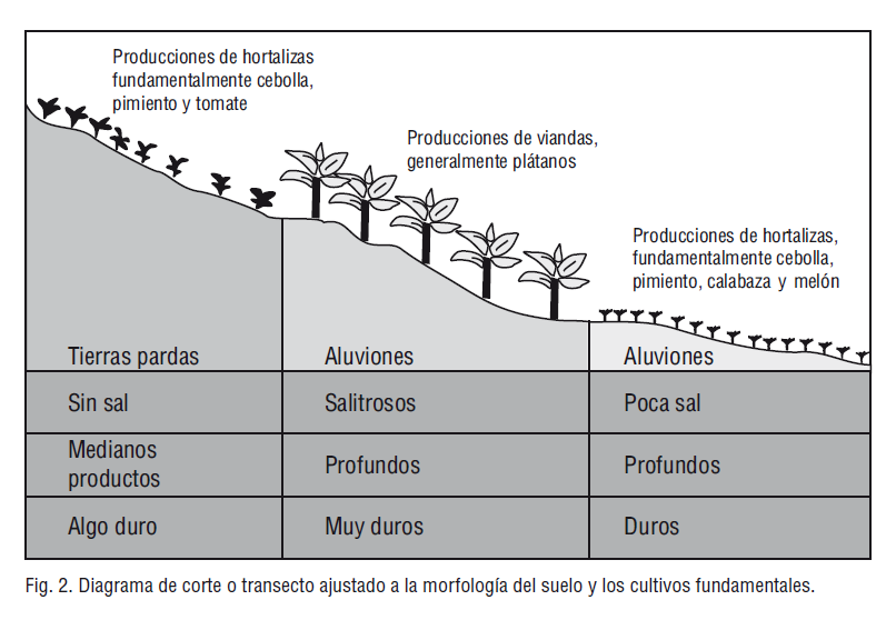 Fig. 2. Diagrama de corte o transecto ajustado a la morfología del suelo y los cultivos fundamentales