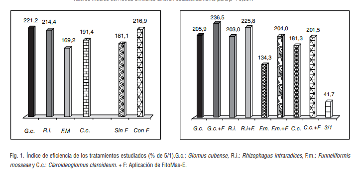 Fig. 1. Índice de eficiencia de los tratamientos estudiados (% de 5/1).G.c.: Glomus cubense, R.i.: Rhizophagus intraradices, F.m.: Funneliformis  mosseae y C.c.: Claroideoglomus claroideum. + F: Aplicación de FitoMas-E