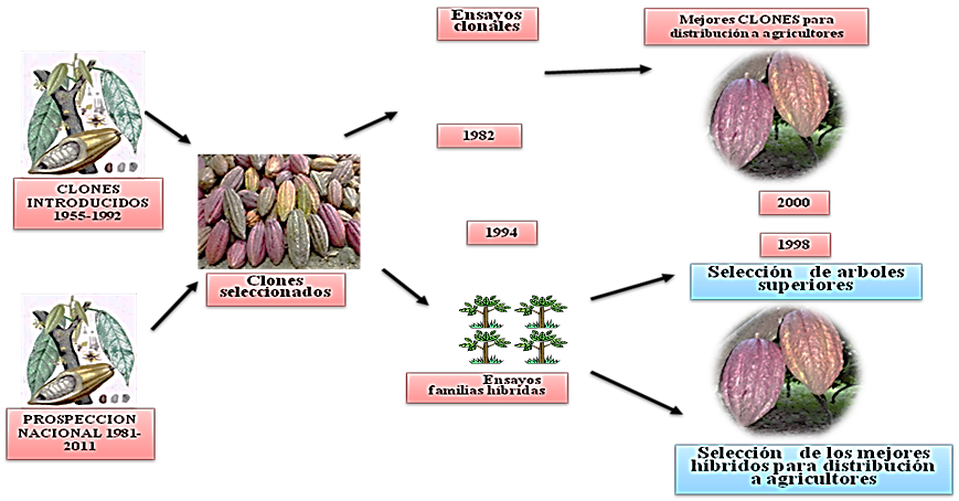 Estrategia del programa de mejoramiento del cacao en Cuba.